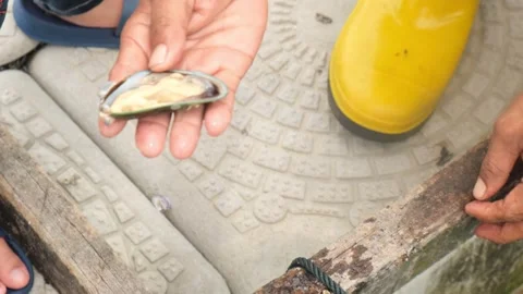 Open the Mussels Stock Footage 284837073