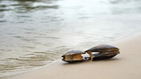 Open mussels on river shore Stock Footage 157322883