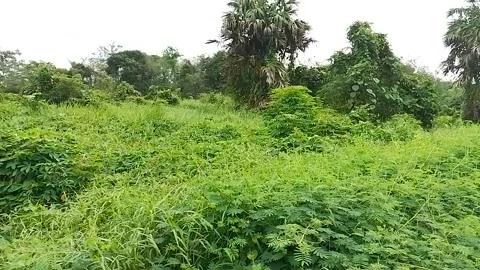 Open nature Stock Footage 235571391