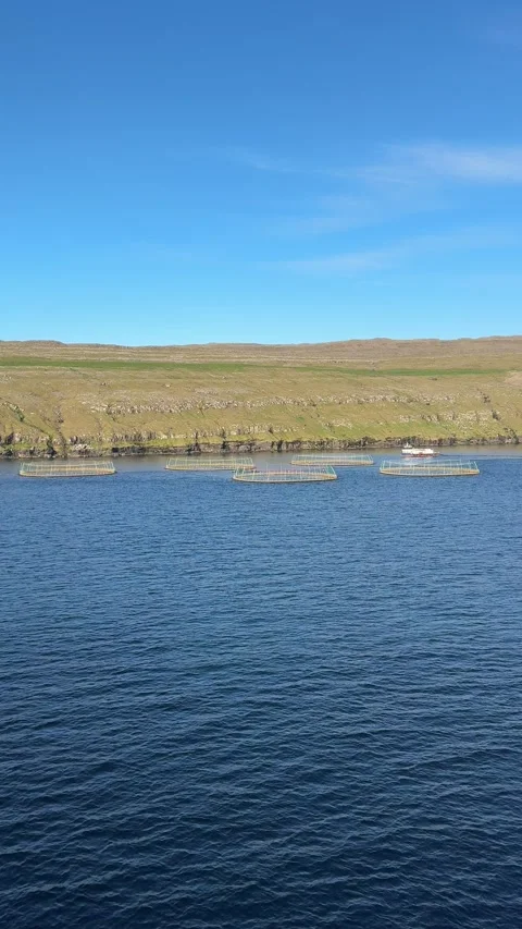 Open-net salmon cages float in a Faroese fjord, Faroe Islands Stock Footage 310948018