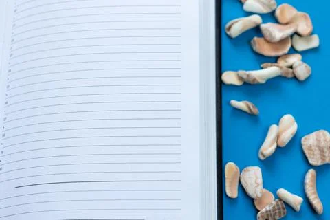 Open notebook, diary or planner with marine fossils and shells and blank page Stock Photos