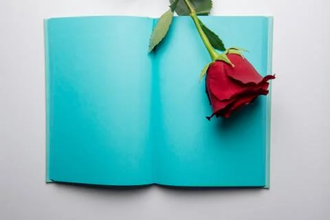 Open notebook, rose on a white background Stock Photos