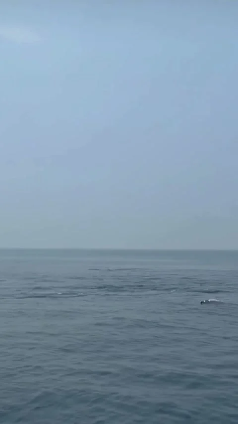 Open Ocean Surface With Calm Waves and Horizon Video stock 330259176