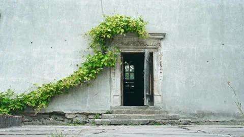 Open old door and vine leaves hanging on the wall Stock Footage 197358788