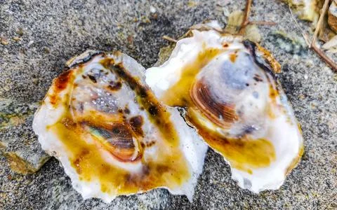 Open old shell on the beach sand in Mexico. Stock Photos