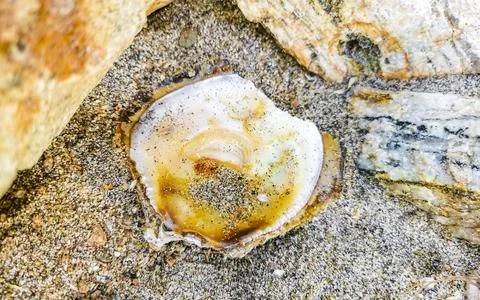 Open old shell on the beach sand in Mexico. Foto stock