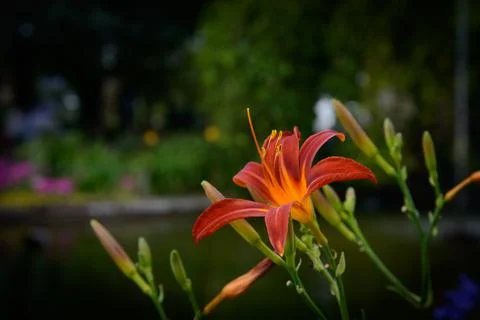 Open orange flower Stock Photos