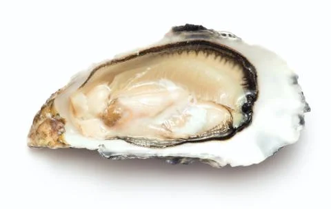 Open oyster Foto stock