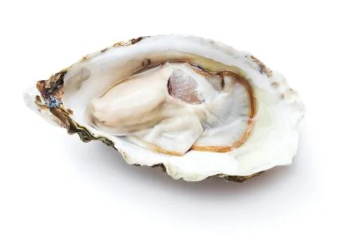 Open oyster Foto stock