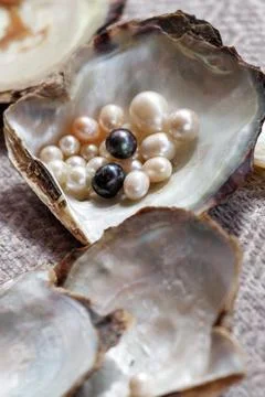 Open oyster shell holds assorted pearls Фото