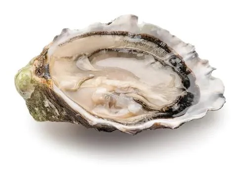 Open oyster shell with meat on a white background Stock-Fotos