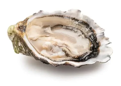 Open oyster shell on white background with textured interior Fotos Stock