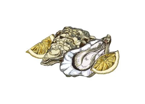 Open oyster shells with lemon pieces, engraving vector illustration isolated. Illustrazione stock