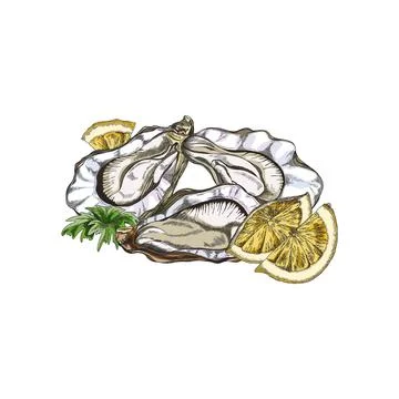 Open oyster shells with lemon vintage engraving vector illustration isolated. Illustrazione stock