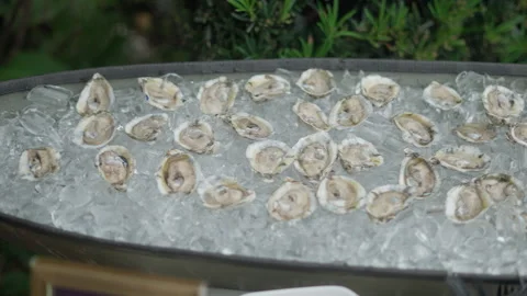 Open Oysters on Ice Cubes Stock Footage 254365856
