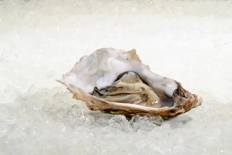 Open oysters Stock Photos
