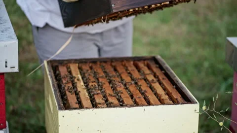 Open pale yellow beehive with bees on wooden frames Stock Footage 345088200