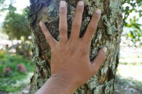 Open palm on a large tree trunk to measure the diameter of the tree trunk Фото