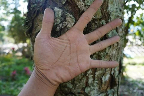 Open palm on a large tree trunk to measure the diameter of the tree trunk Fotos Stock