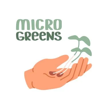 Open palm of white human hand holds two sprouts of microgreens. Sustainable.. Stock Illustration