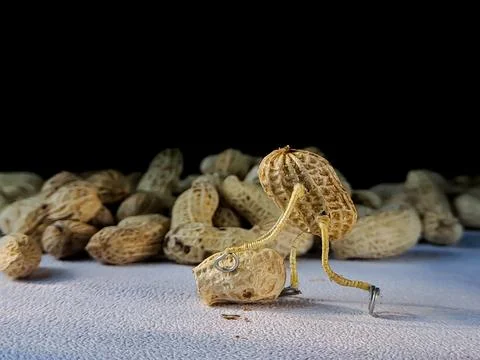 Open peanuts shot macro in the studio, concept of a peanut scarecrow on the.. Stock-Fotos