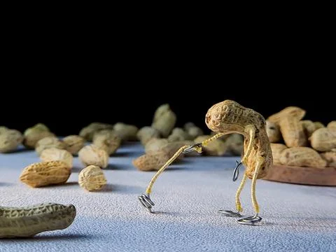 Open peanuts shot macro in the studio, concept of a peanut scarecrow on the.. Stock Photos