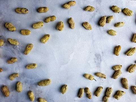 Open peanuts shot macro in studio, white wall texture background Stock Photos