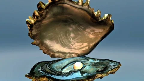 Open pearl oyster Stock Footage 310437134