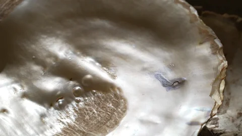 Open Pearl Shells Close-Up - Tilt Stock Footage 91694677