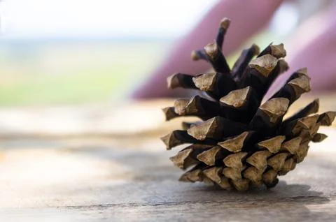Open pine cone Stock Photos