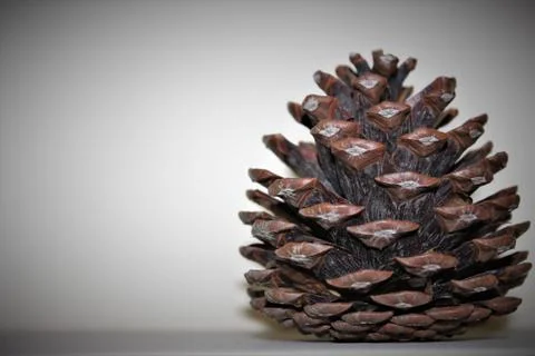 An open pine cone Stock Photos