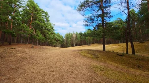 Open Pine Forest Landscape in Spring Stock Footage 332306823
