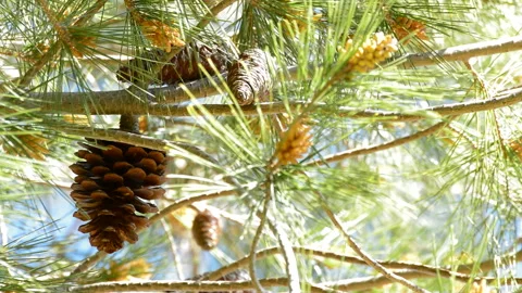 Open pineapple of pine in tree a sunny day Stock Footage 140500221