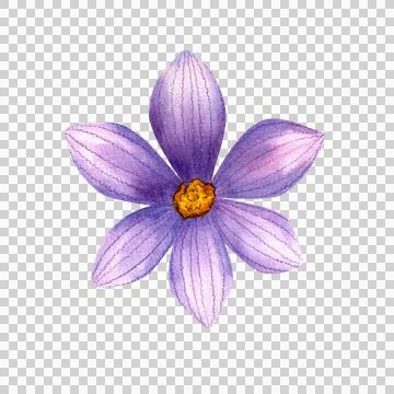 Open purple crocus bud, isolated watercolor illustration. Hand drawn plants Stockillustratie