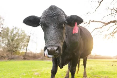 Open range breeding of black angus cattle for meat production Stock Photos