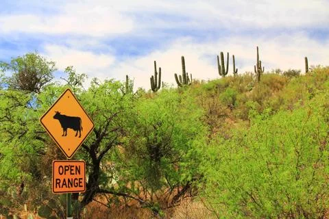Open Range Cattle Warning in Arizona Stock Photos