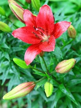 Open red lily with drop of rain Foto stock
