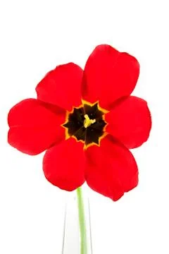Open red tulip Stock Photos