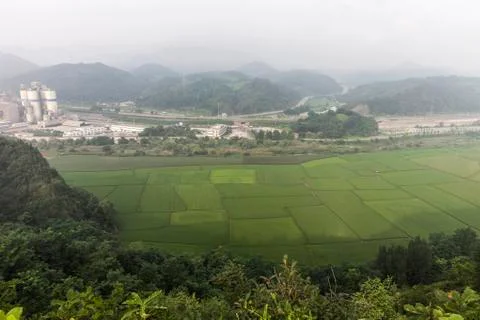 Open rice field Stock Photos