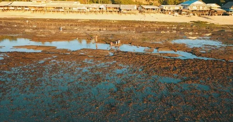 Open riff on low tide Stock Footage 106914883