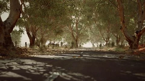 Open road in Australia with bush trees Stock Illustration