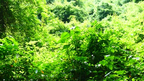 Open road in forest covered with green and brown leaves Stock Footage 276881179
