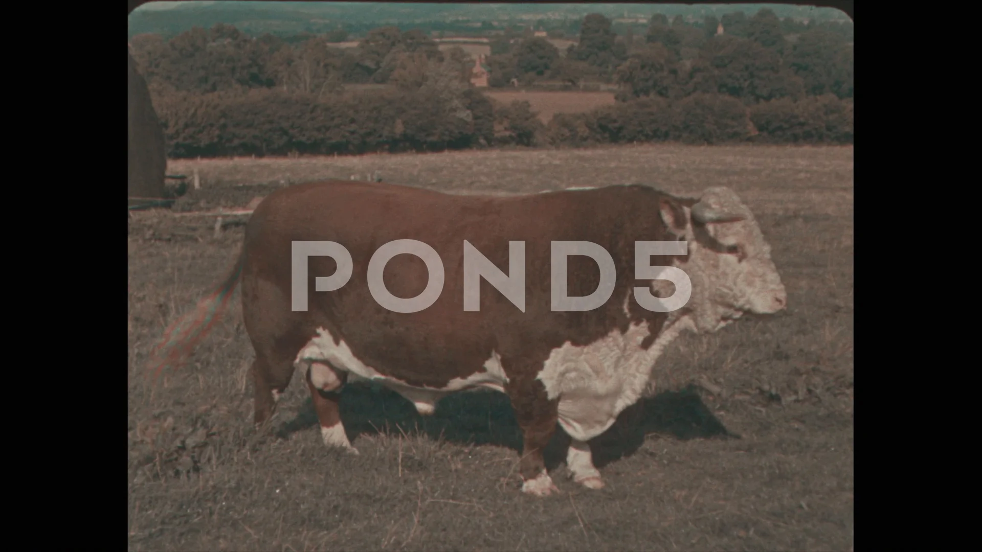 Openroad jersey bull Clearance