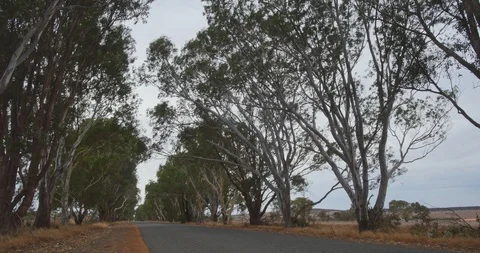Open road lined with trees on a cloudy day Stock Footage 115124090