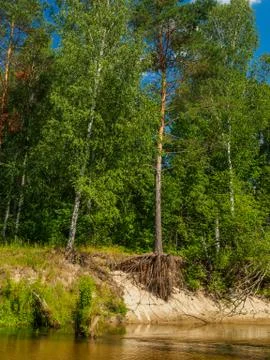 Open roots of a pine tree growing on the steep bank of a forest river. Stock Photos