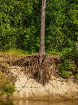 Open roots of a pine tree growing on the steep bank of a forest river. Stock Photos