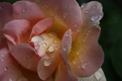 An Open Rose Stock Photos