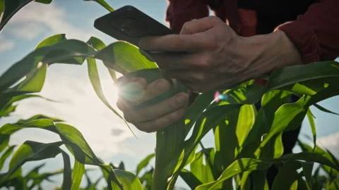 In open rural fields a farmer bends over corn and takes photos of green leav Stock Footage 340078169