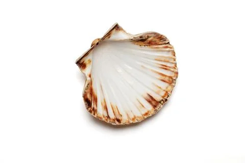 Open Scallop Shell Isolated on White Stock Photos