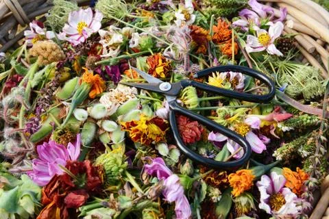Open scissors on bed of cut dead flowers and seed pods Stock Photos